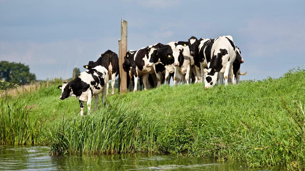 agriculture-animal-animal-photography-cattle-422207 (1).jpg