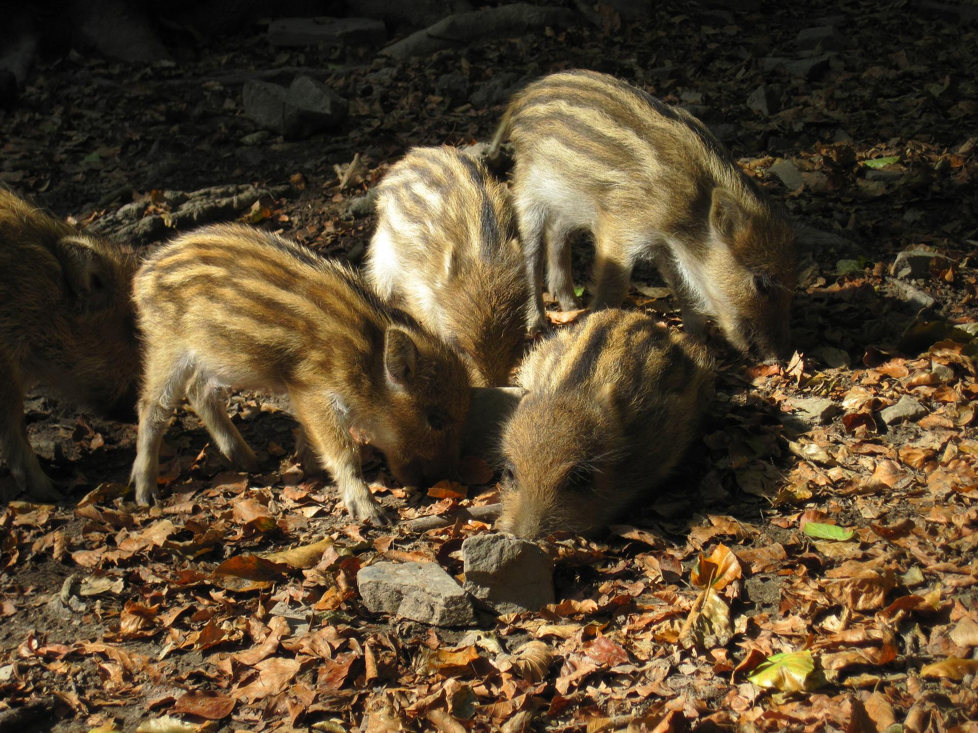 little-pig-1706163_1920.jpg