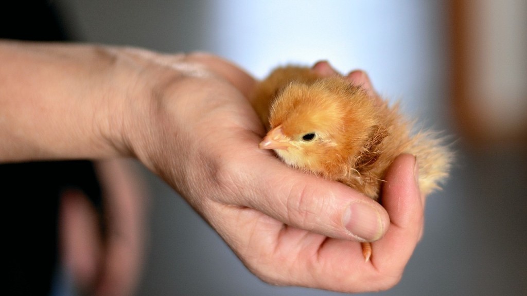 chicks.jpg