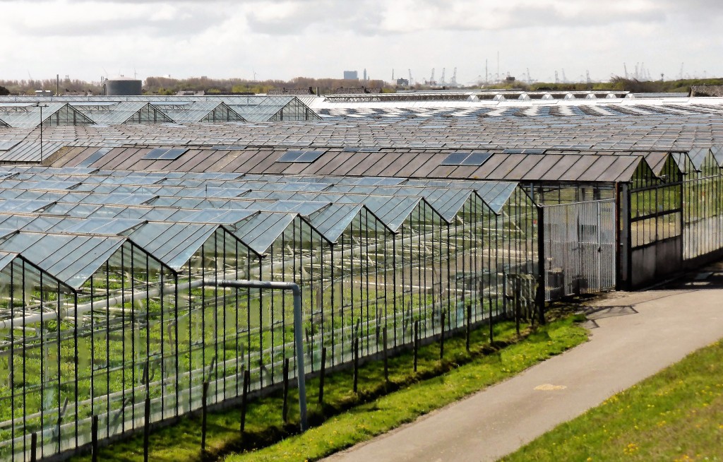 horticulture-2779709.jpg