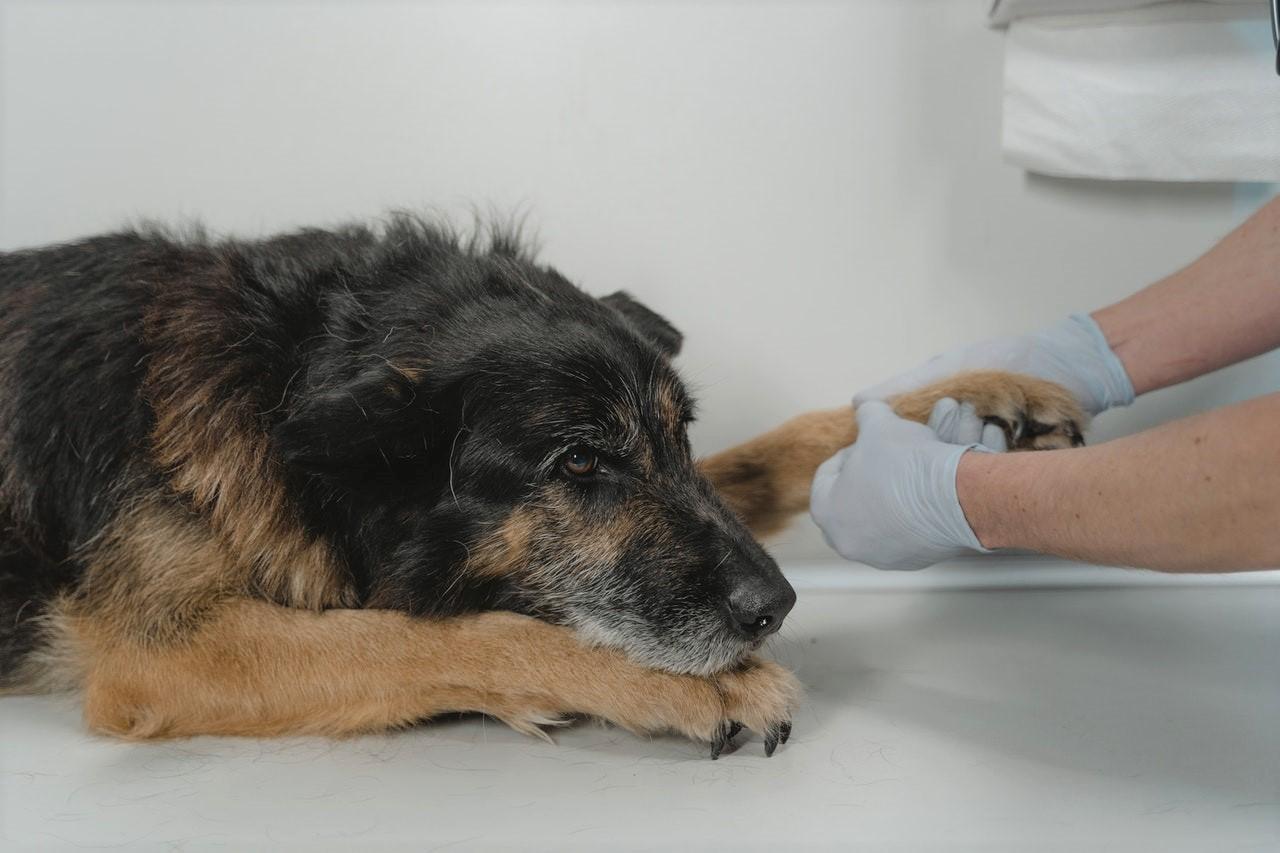 Veterinaar