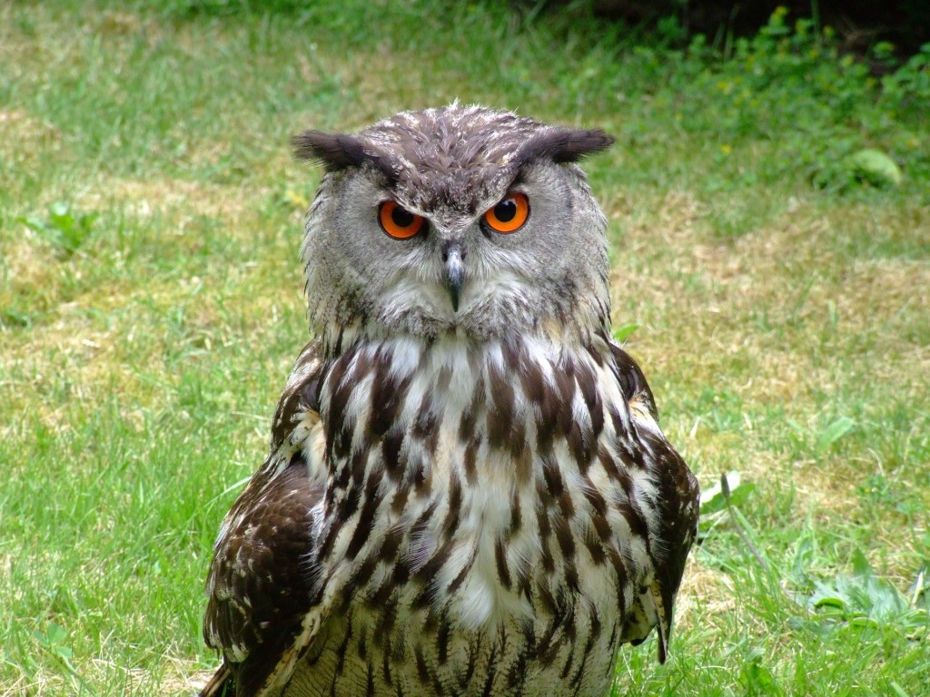 Kassikakk