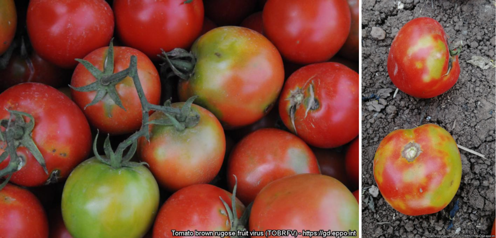 ToBRFV_Tomato_fruit.png