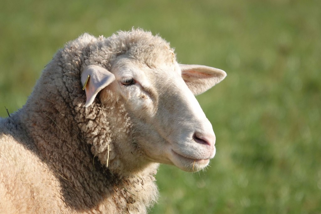 lammas.jpg