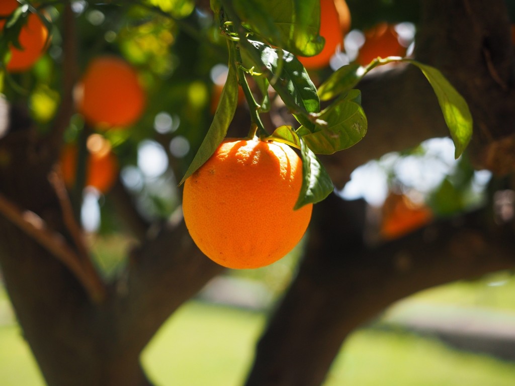 orange-g4fe970377_1920_0.jpg