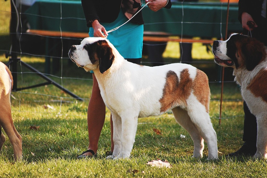 dog-2388270_1280.jpg