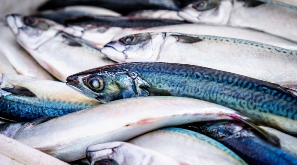 fish-933187_1280_0.jpg