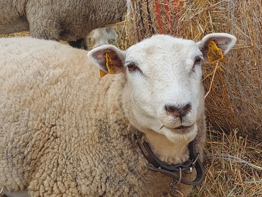 Lammas_.jpg