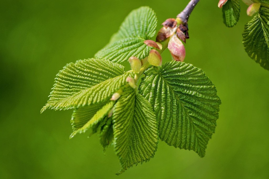 branch-783277_1280.jpg