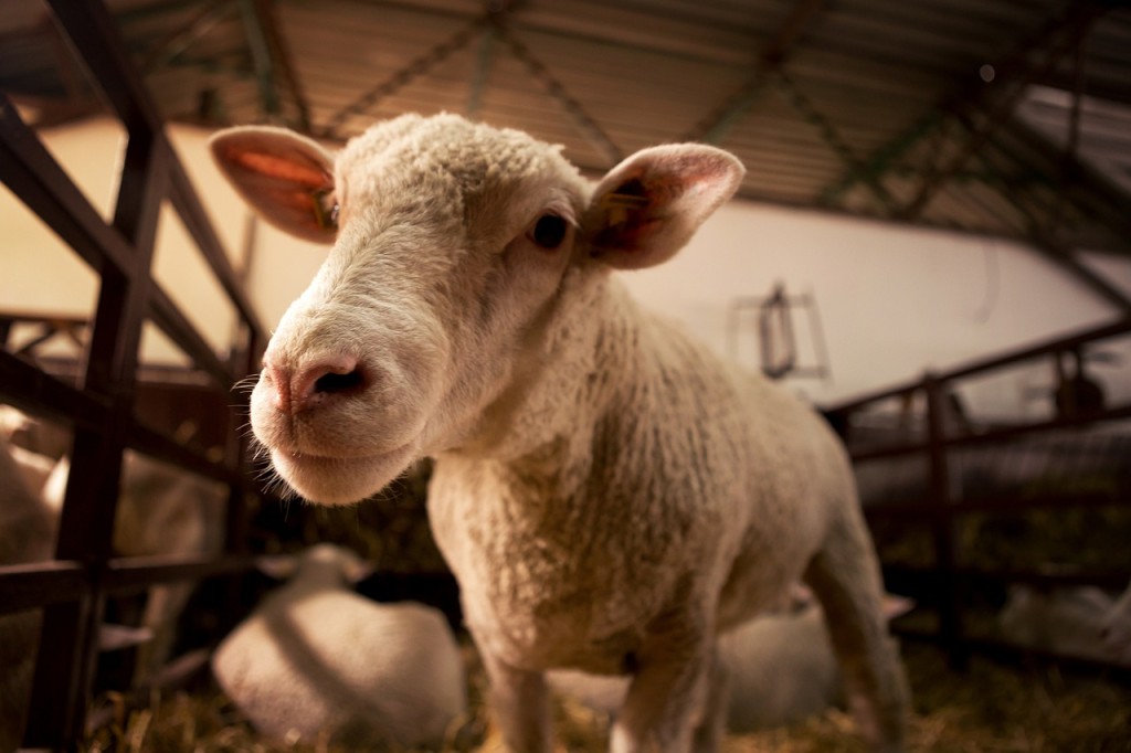 sheep-4432232_1280.jpg
