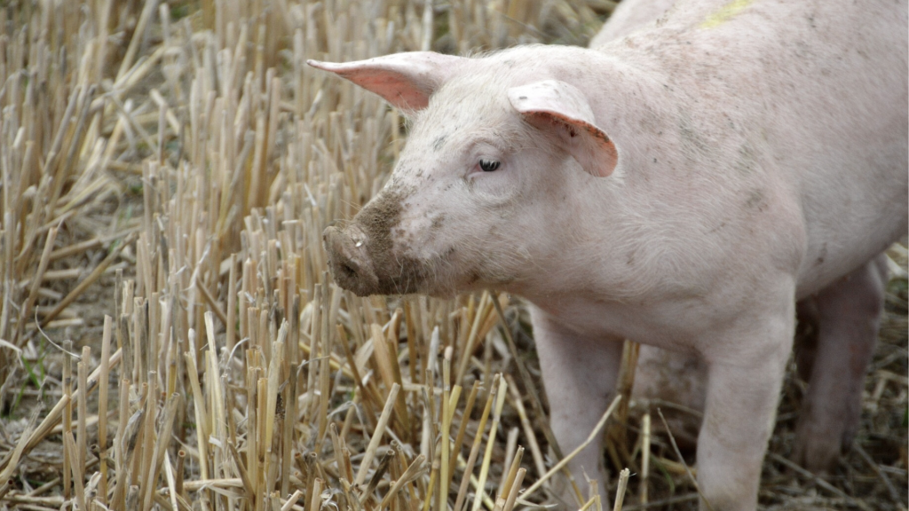 pig.png