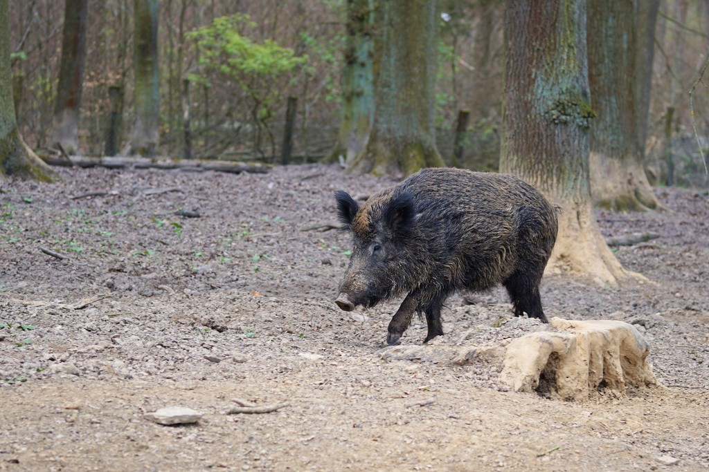 wild-boar-2248412_1920.jpg