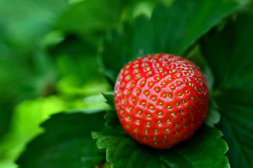 strawberry-7487341_1280.jpg