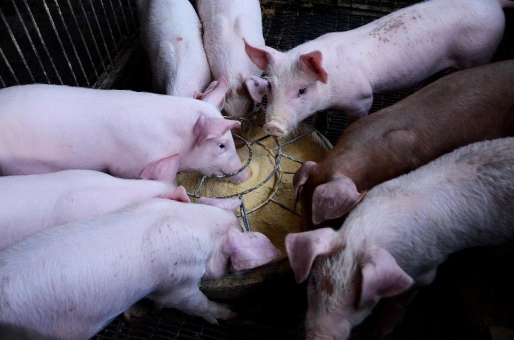 pig-2671631_1280.jpg