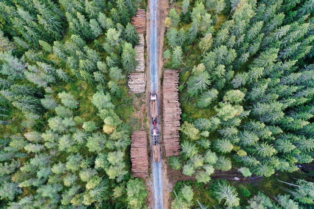forest-6630606_1280.jpg
