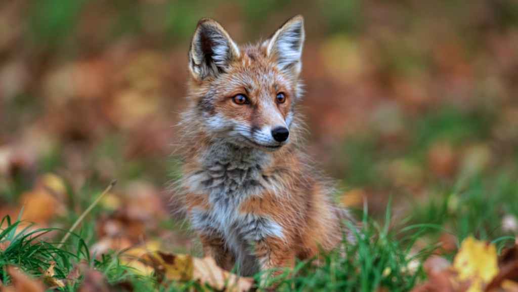 fox.PNG