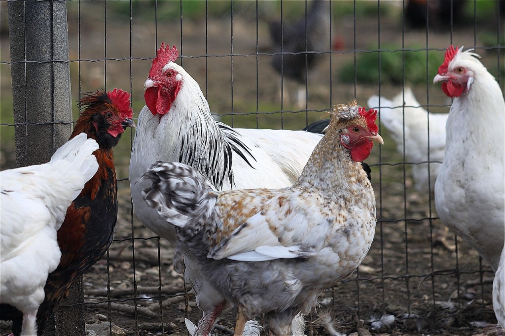 chicken-5646830_1280.jpg