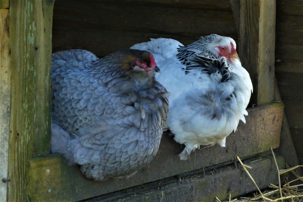 chickens-4962024_1280.jpg