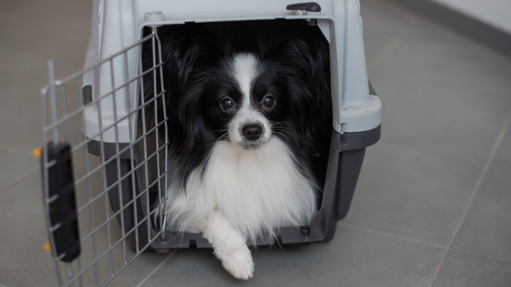 dog travelling.png