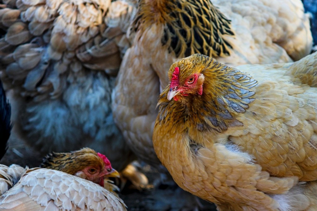 manfredrichter-chicken-4047081_1280.jpg
