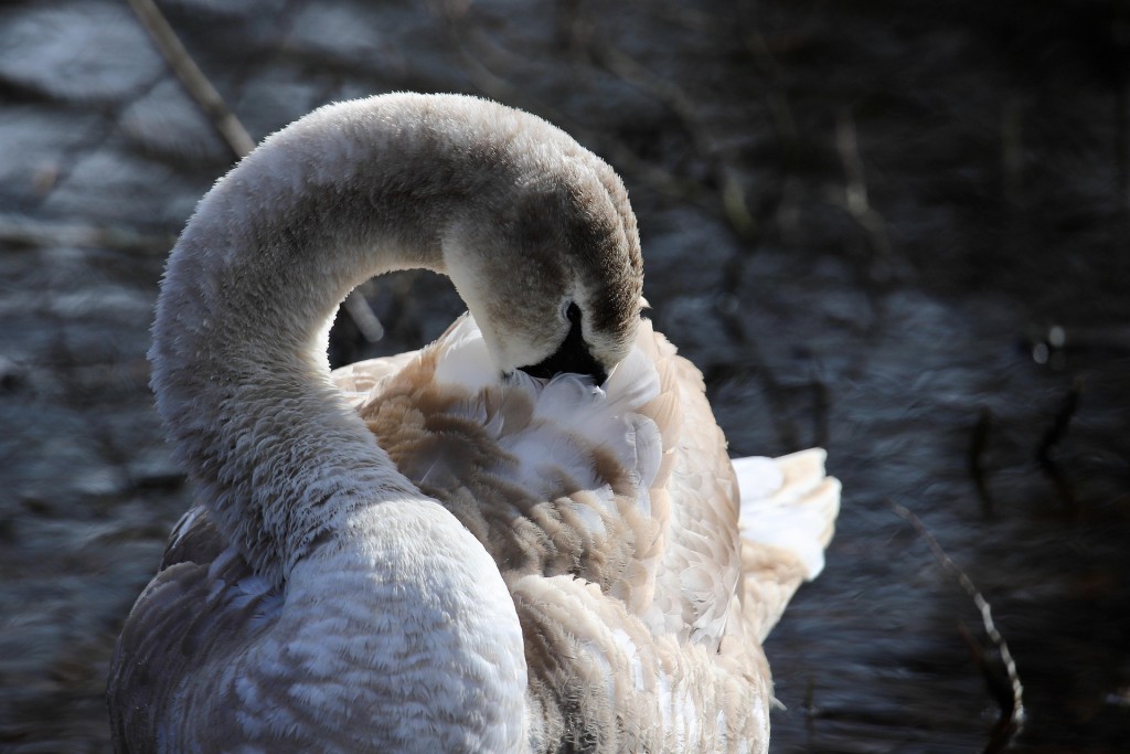 nennieinszweidrei-swan-8598192_1920.jpg