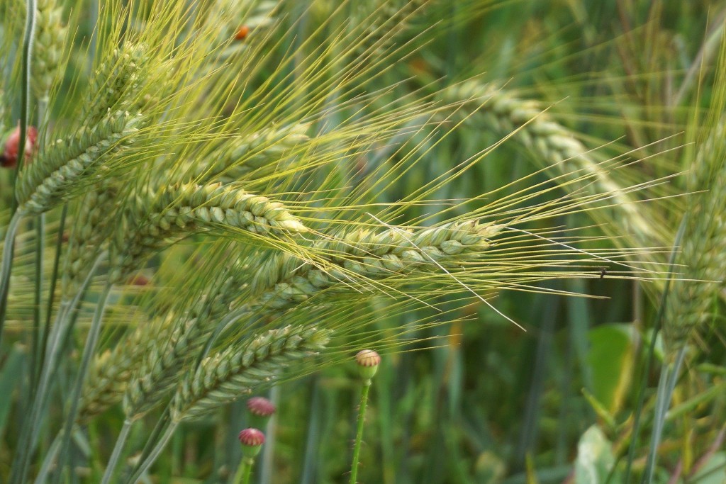 nowaja-wheat-9704240_1920.jpg