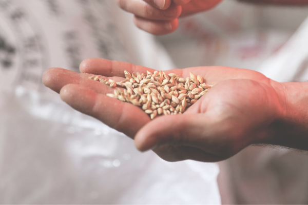 seeds.png