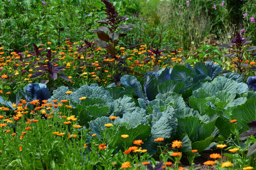 congerdesign-white-cabbage-2521700.jpg