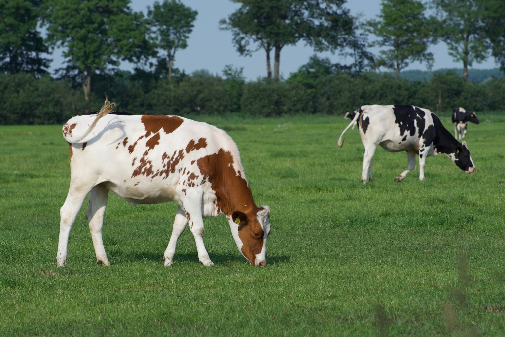 kobus-van-leer-cows-4301076.jpg