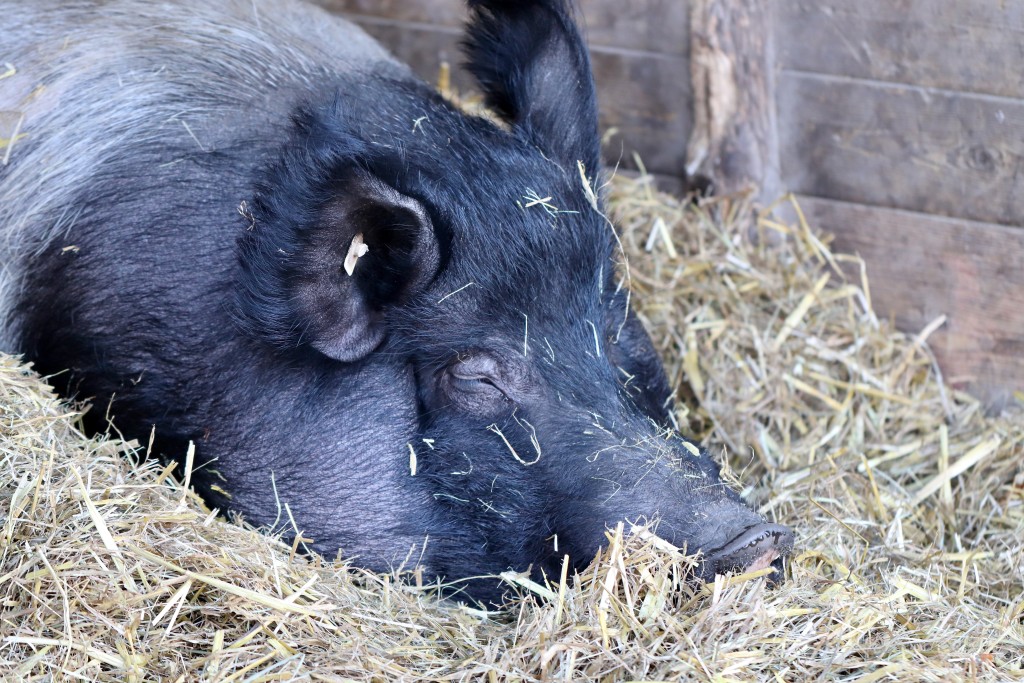 nennieinszweidrei-pig-7668225.jpg