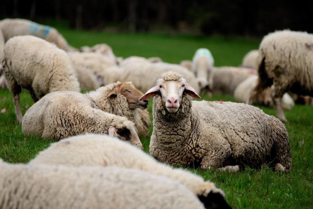 congerdesign-sheep-6222677.jpg